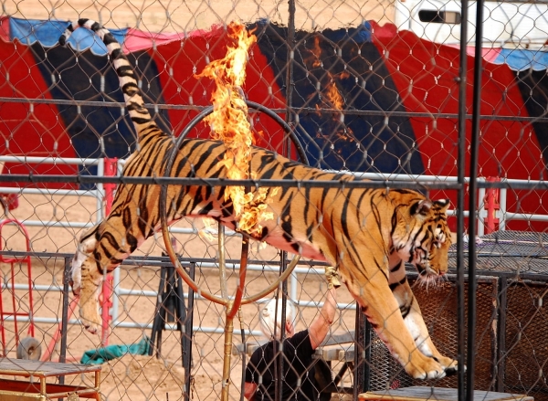 Zirkus-Tiger, Candie_N, Lizenz: dts-news.de/cc-by