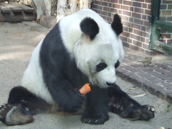 Pandabär Bao Bao, Trespassers William, Lizenz: dts-news.de/cc-by