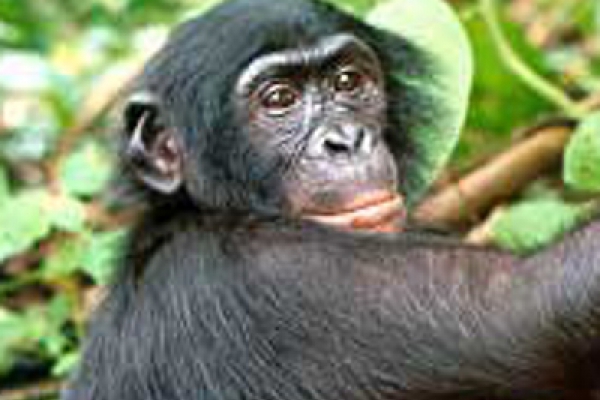 Bonobo, über dts Nachrichtenagentur