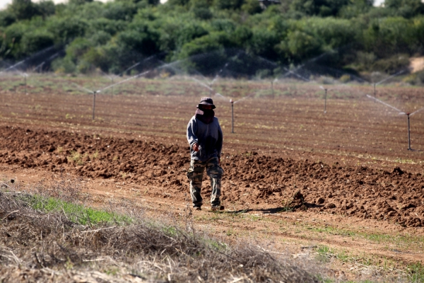 Feldarbeiter in Israel, über dts Nachrichtenagentur