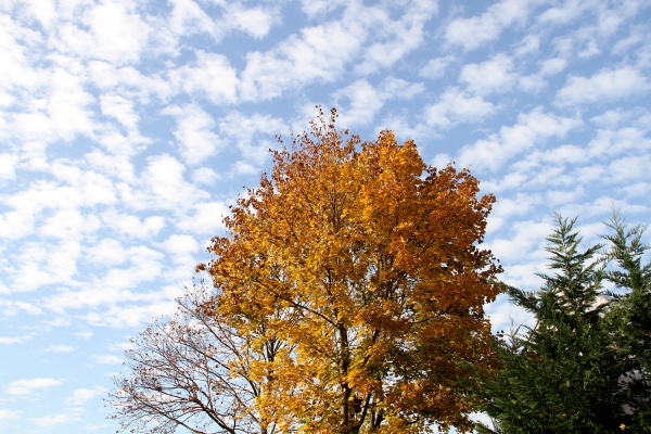 Herbstlicher Baum, über dts Nachrichtenagentur