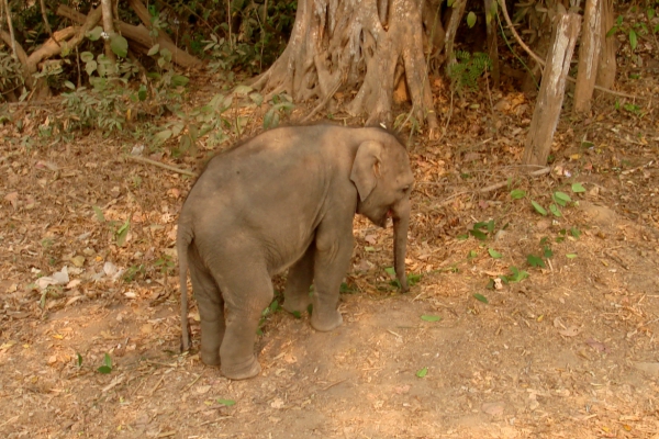 Elefantenbaby, über dts Nachrichtenagentur