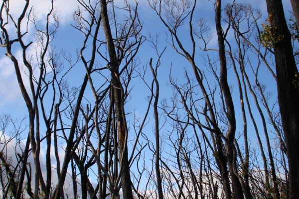 Australischer Busch nach einem Brand, über dts Nachrichtenagentur