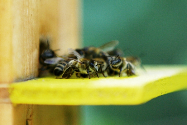 Bienen, über dts Nachrichtenagentur