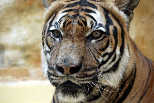 Foto: Malaysia-Tiger, über dts Nachrichtenagentur